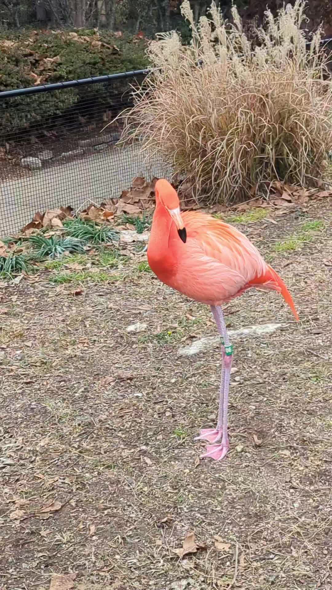 @Daybird Aviaries