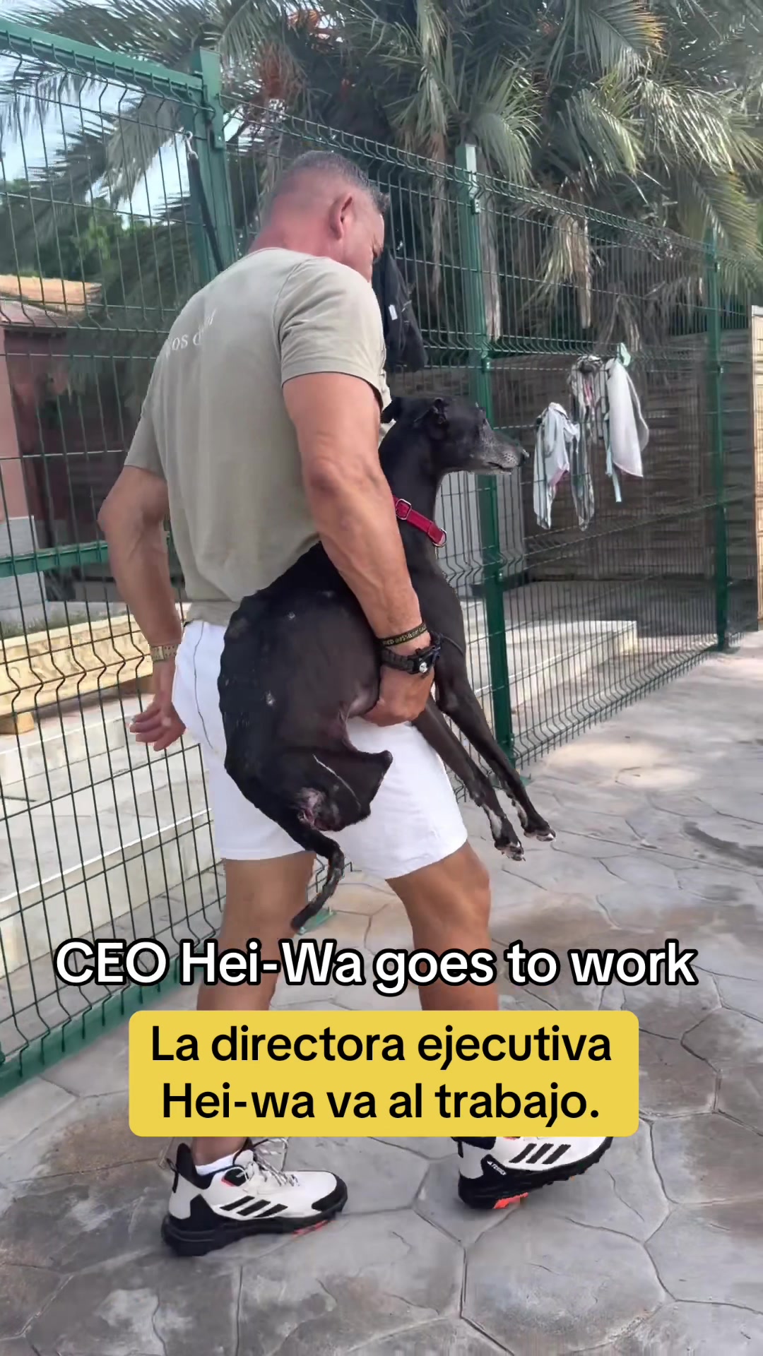 @Galgos del Sol