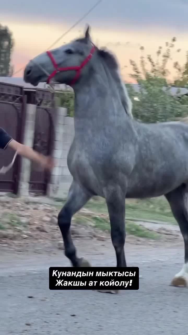 @Aidarali Maasaliev