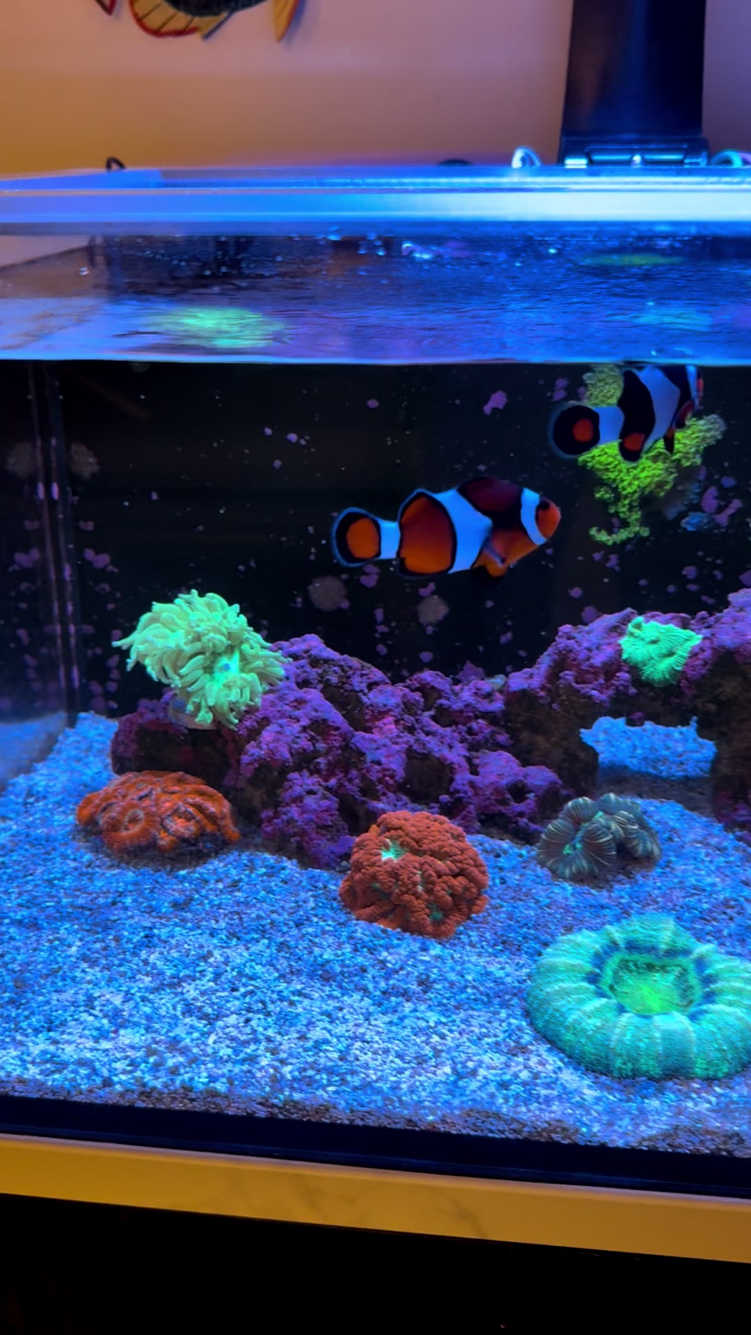 @ReefTok