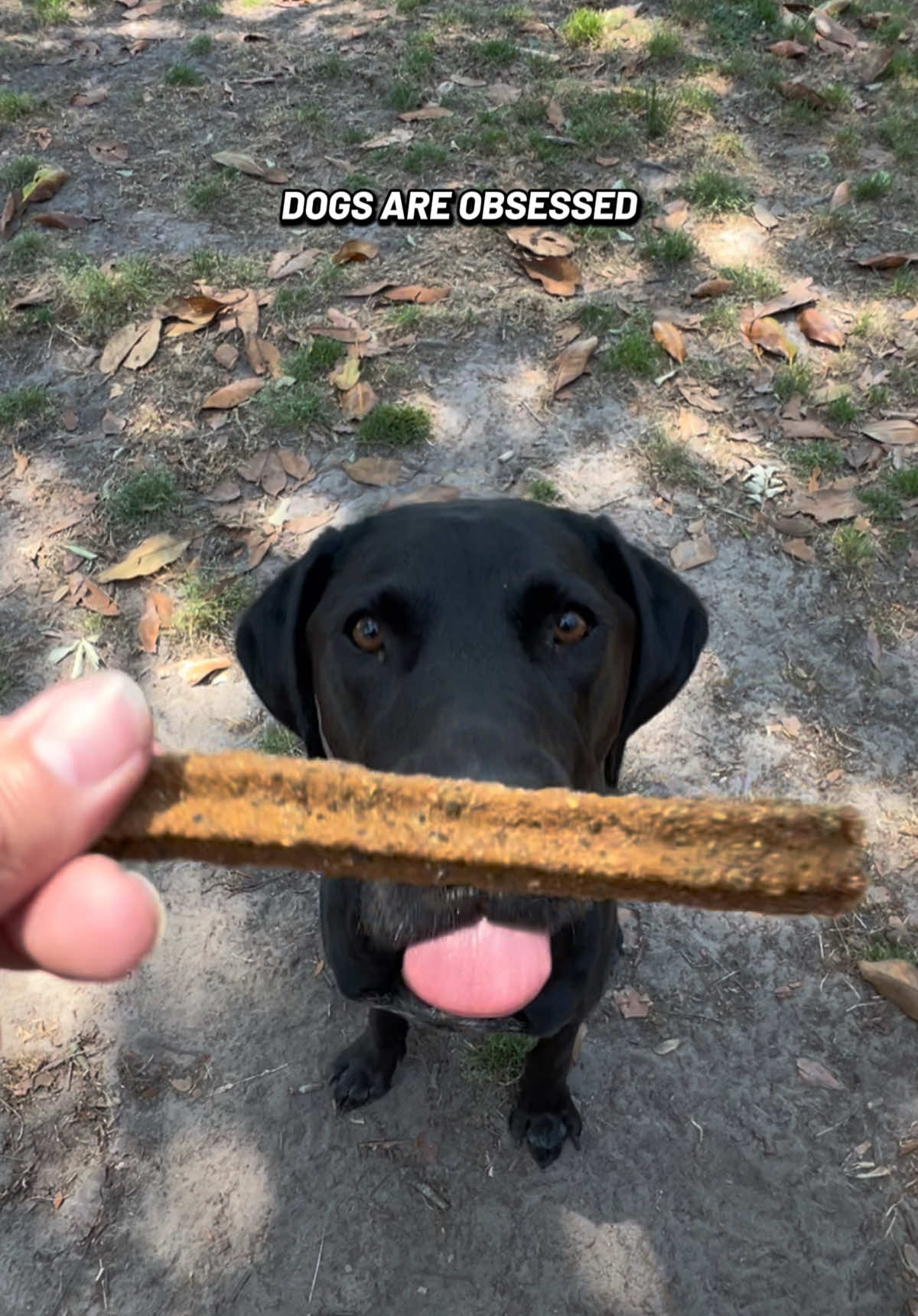 @Laura | Married With Dogs