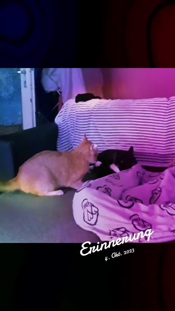 @🧛🏾♀️🐈⬛🐾VampiMelody🐾🐈🎶