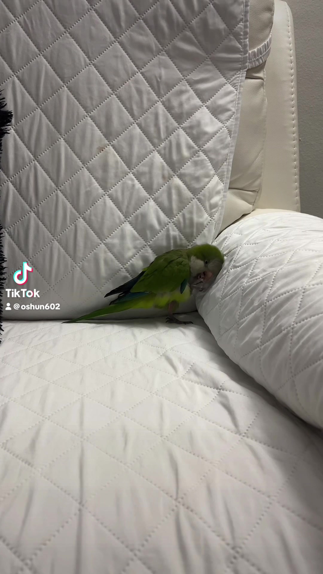 @Charlie🦜