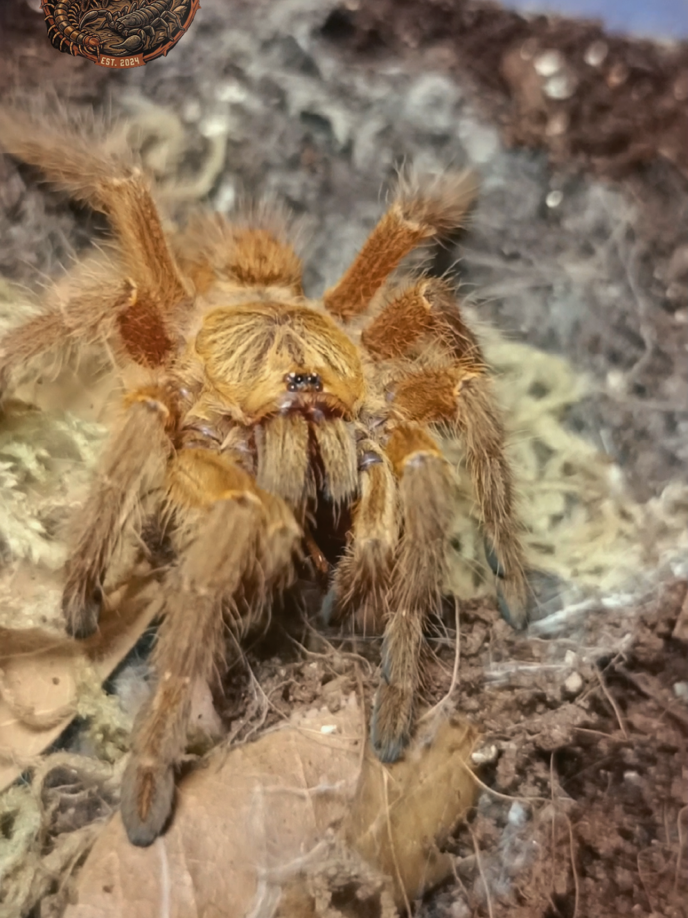 @pgv_arachnids
