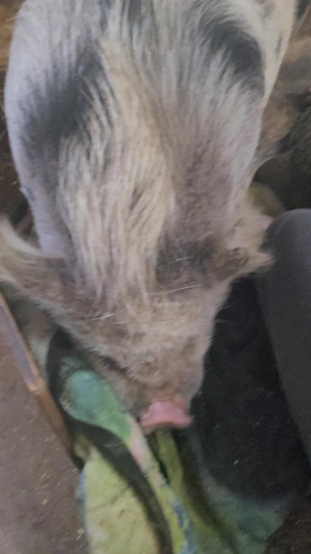 @Christy @ Poppy's Pigtopia🐷🐴