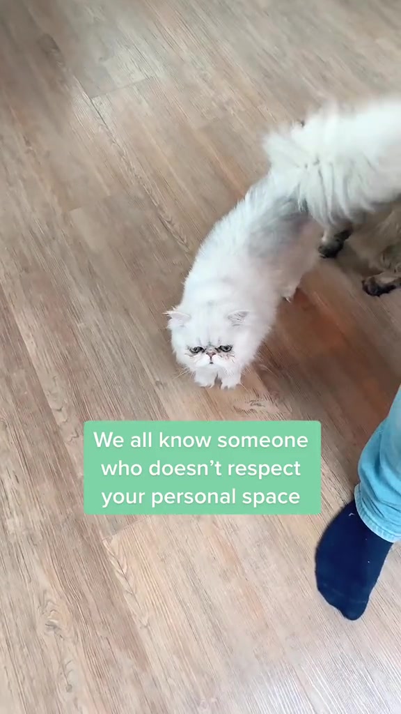 @Dutchkittycat