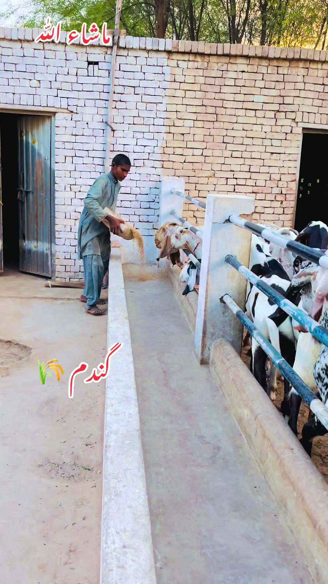 @Ayyan goat