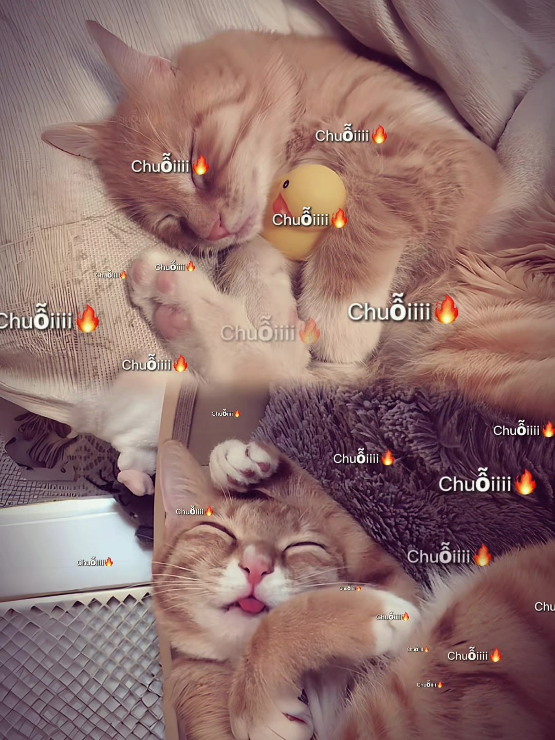 @𝓵