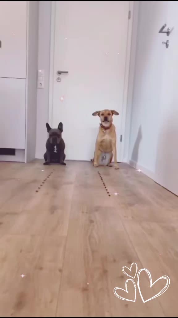 @FrenchieFrieda