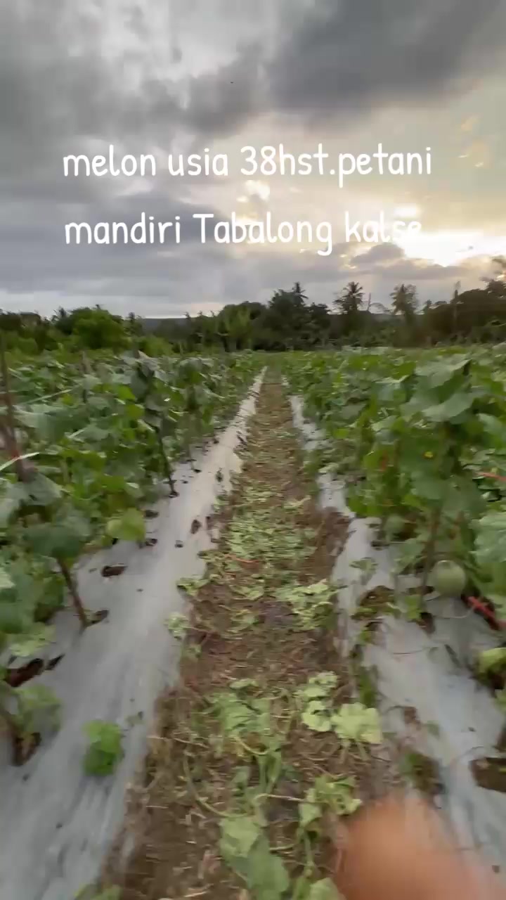 @SURYA TANI