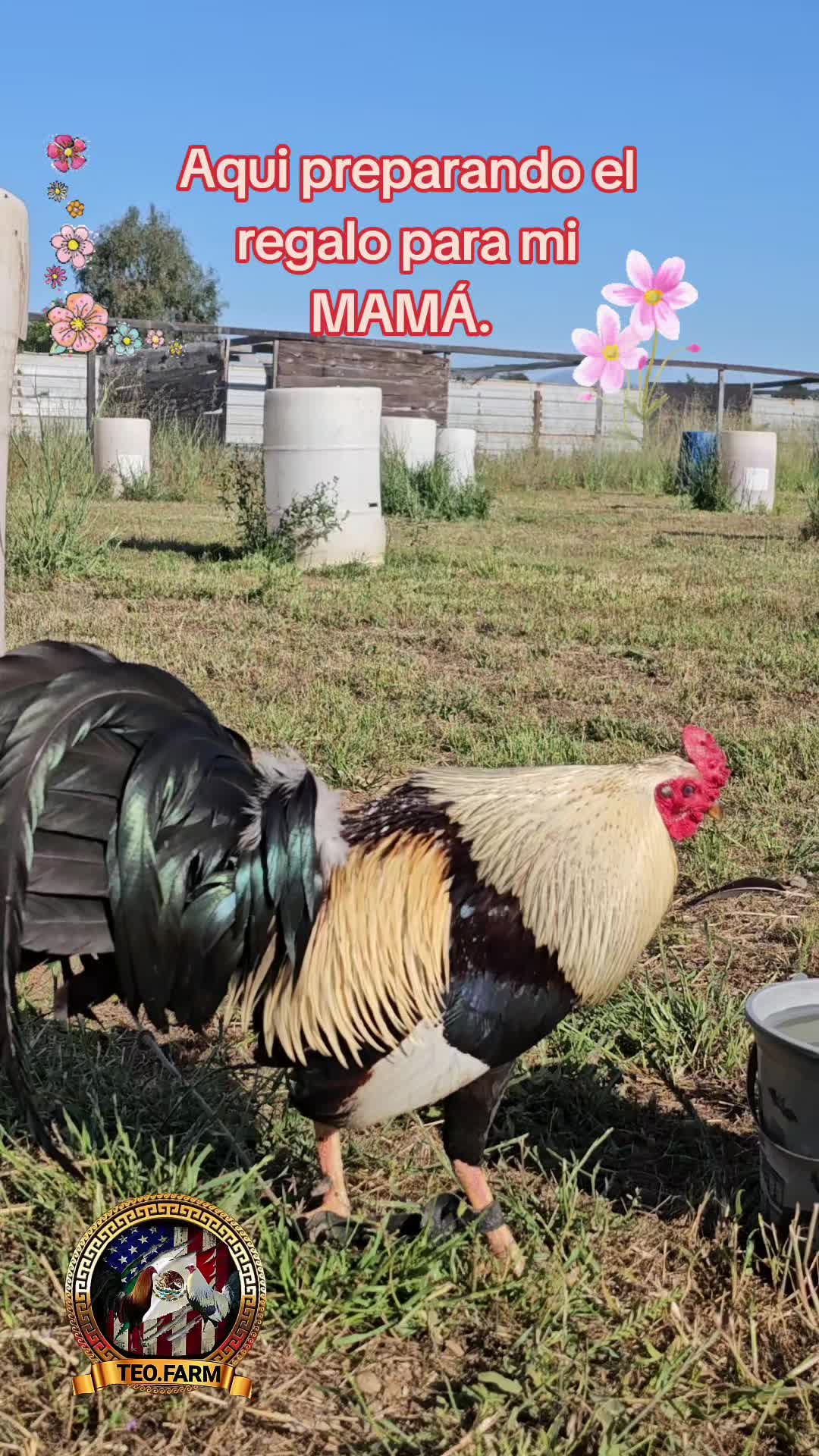@TEO.FARM.CECI