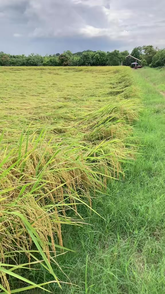 @ธัญมน🌾