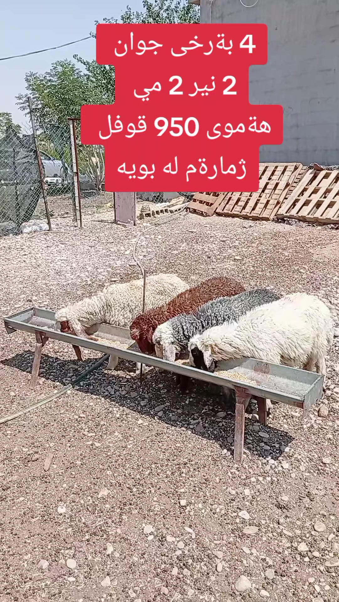 @احمد الكوردي
