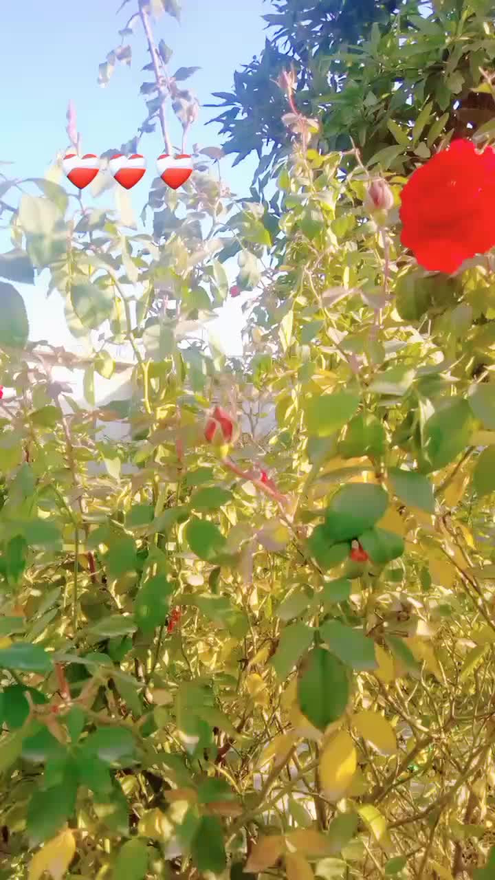 @𝚃𝚑𝚎 𝙴𝚗𝚍💔💔