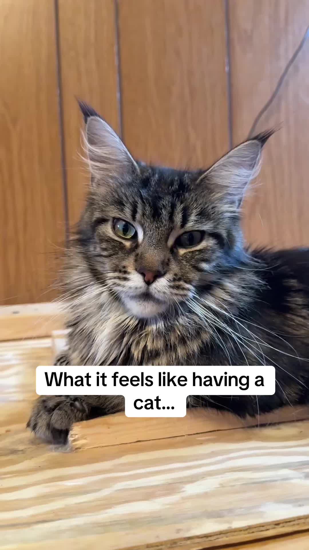 @Tycoon_Mainecoons