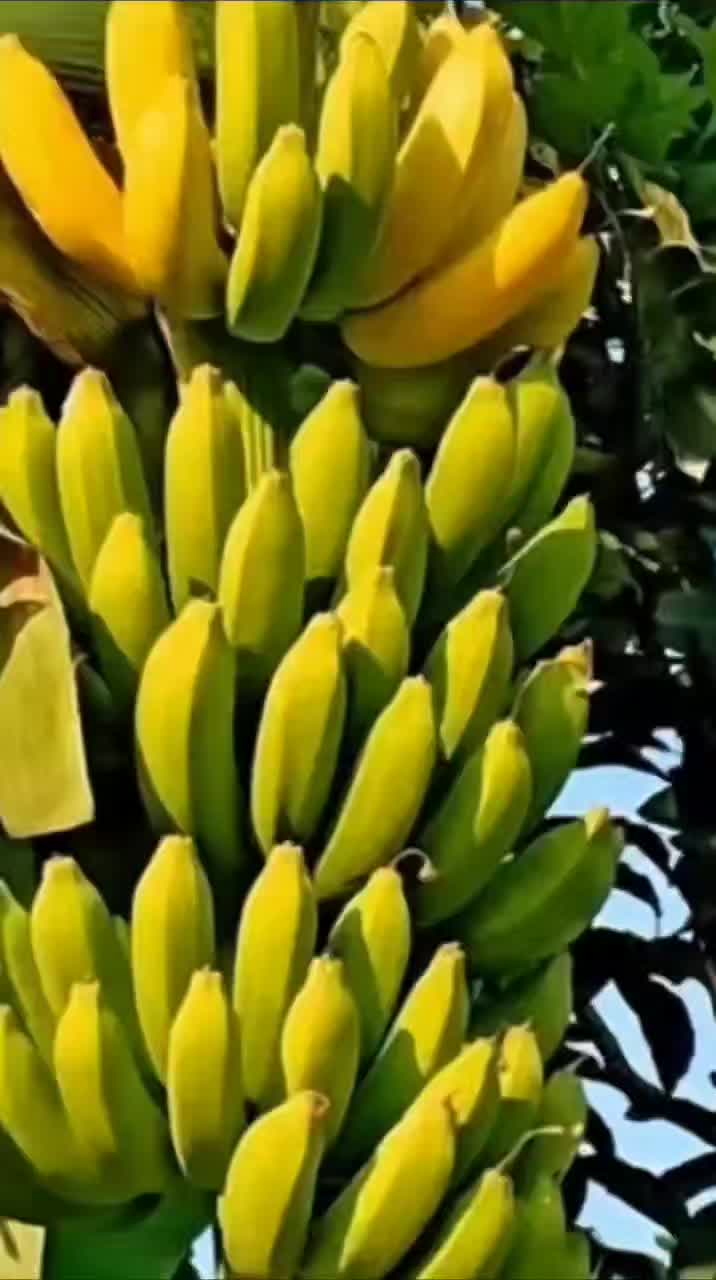@konga1i