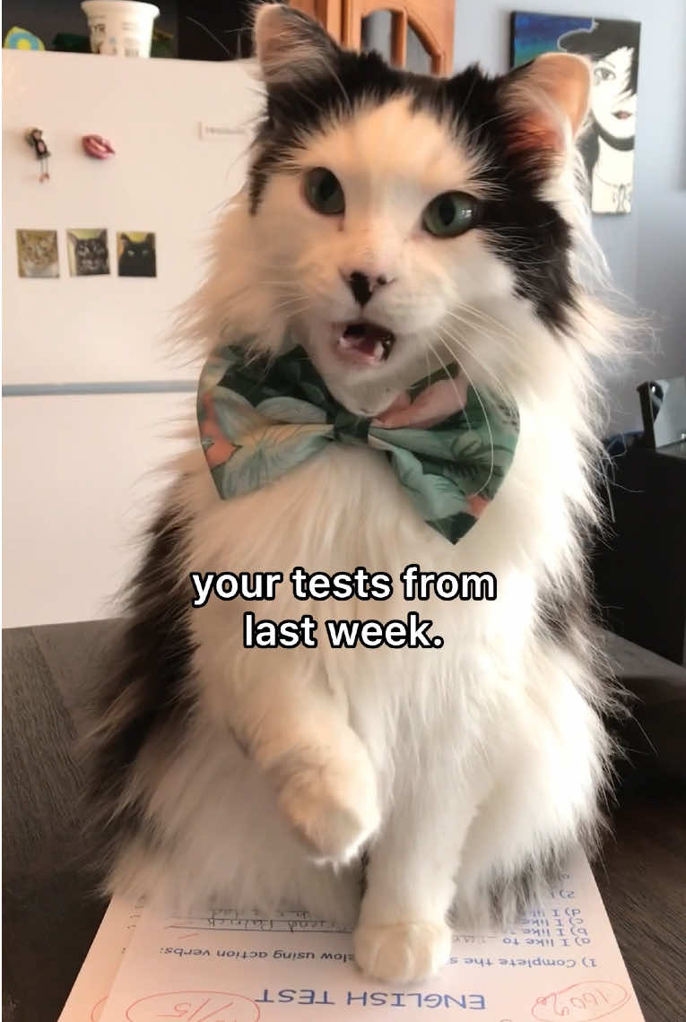 @The Oreo Cat