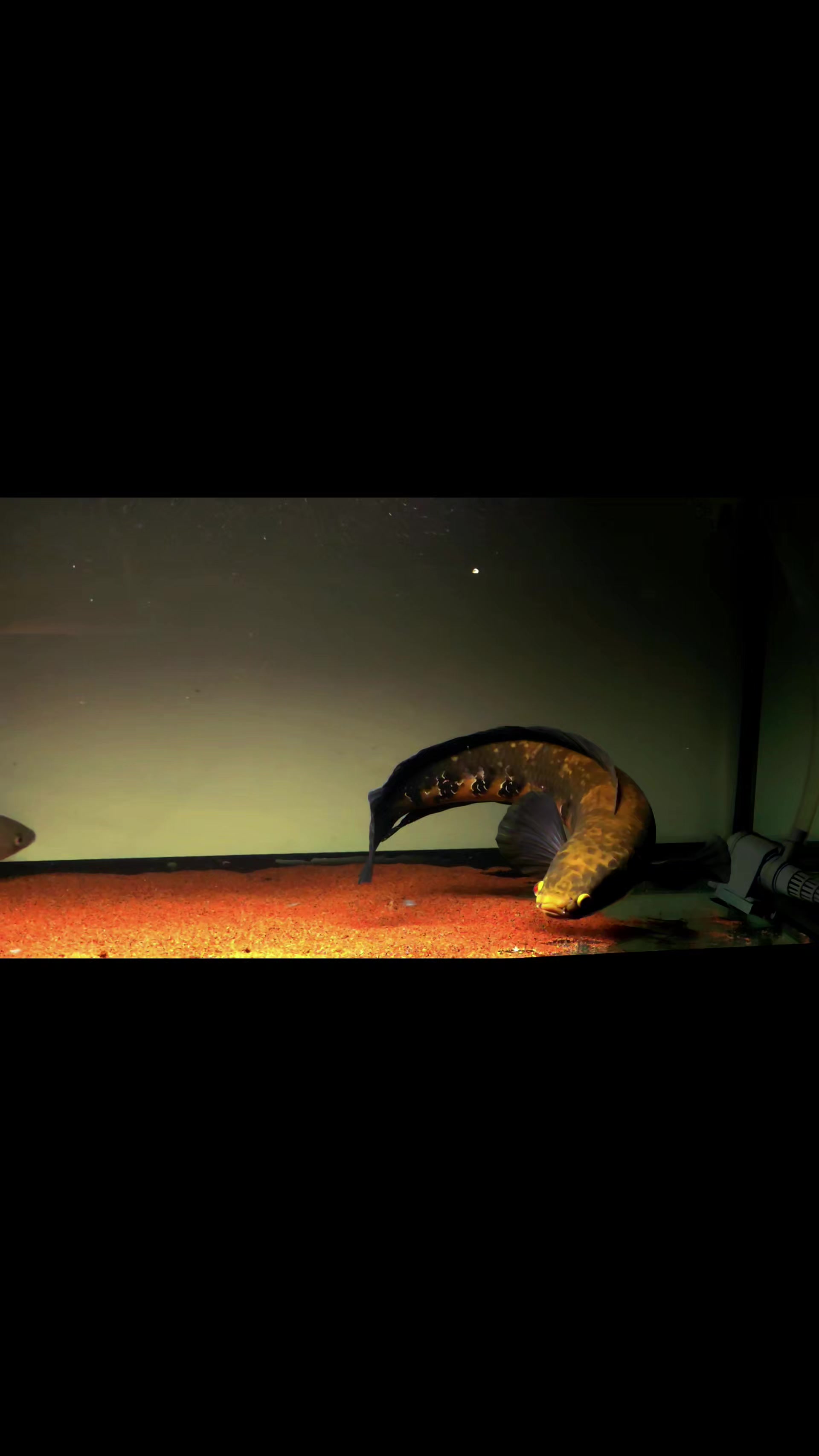 @Pitcha's pet