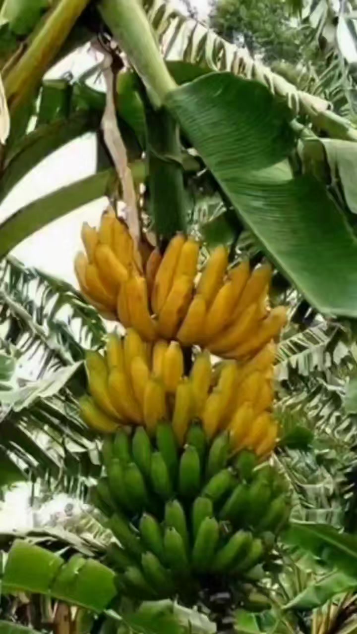 @konga1i