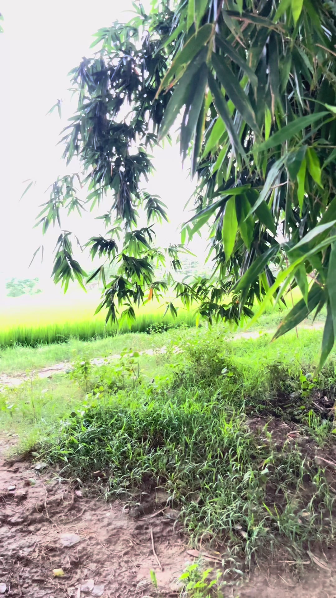 @Binod Kumar Yadav