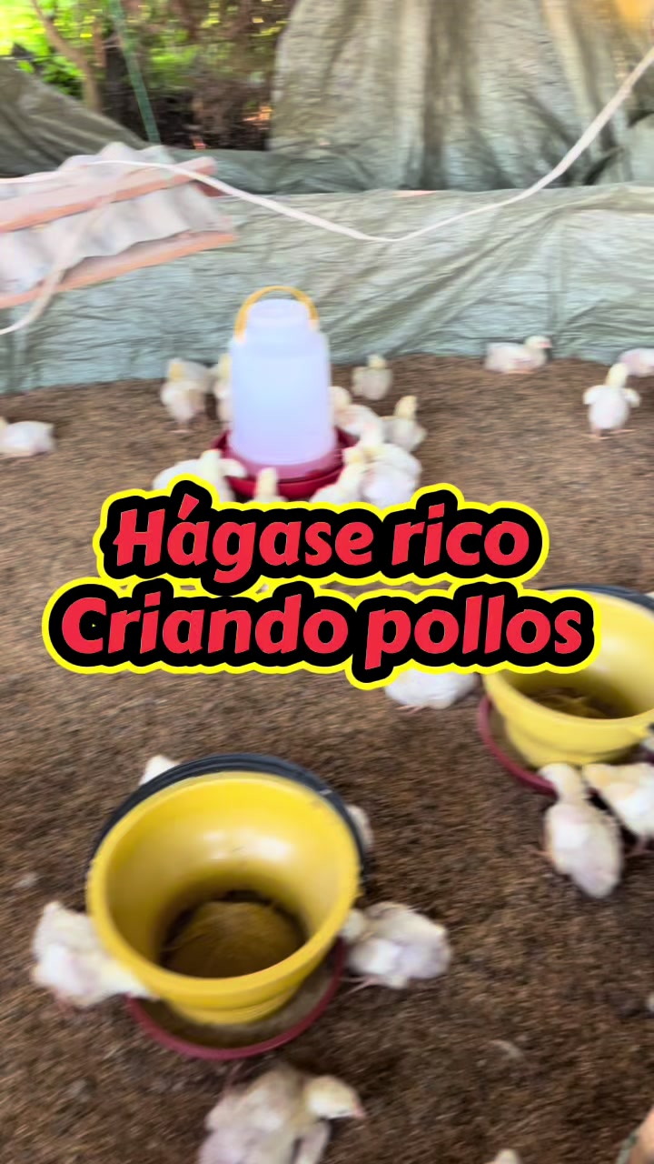 @elmagnatedelospollos