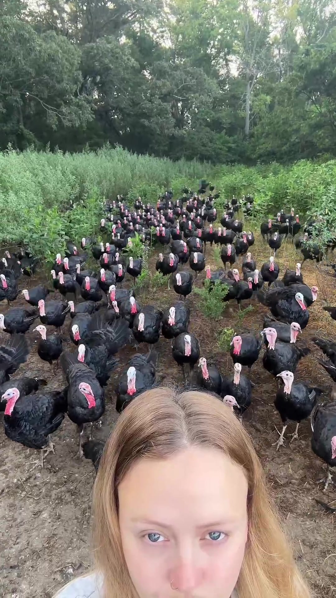 @farmerandtheharpiist