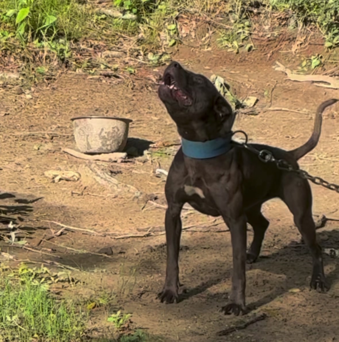 @Redboy Apbt Kennels