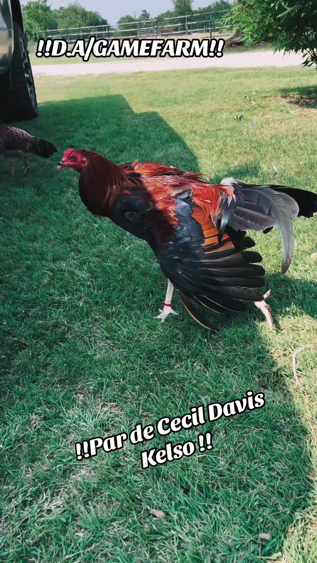 @DAgamefarm