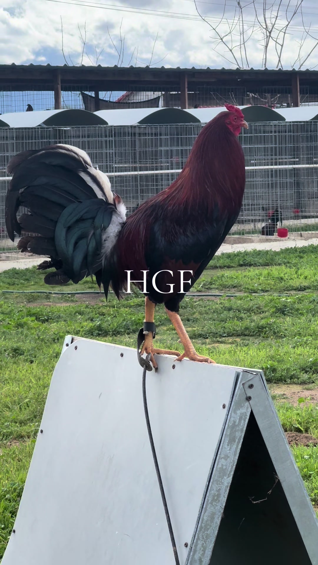 @H Gamefarm🔸