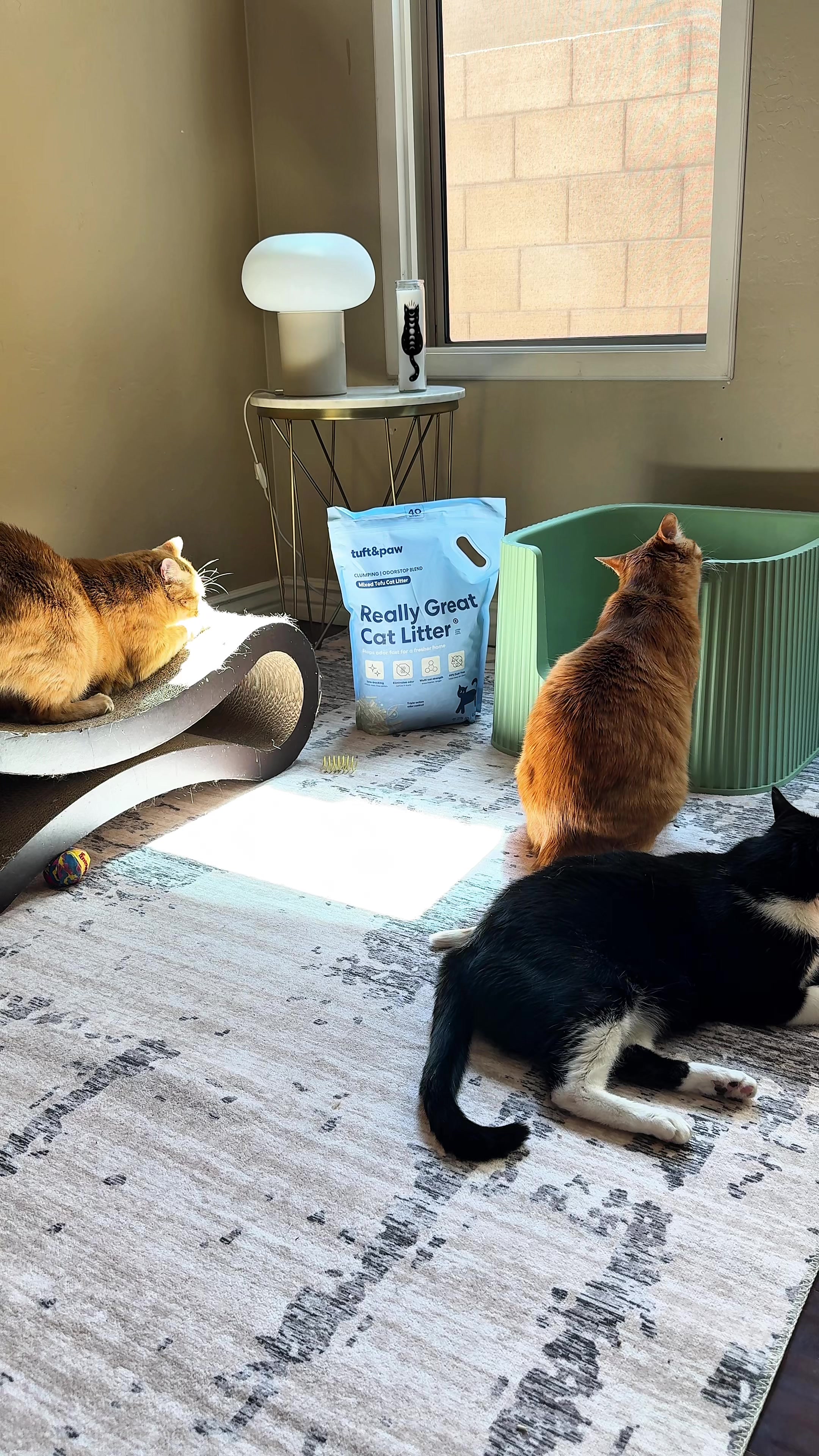 @Feminist Kitty | Cat Nutrition