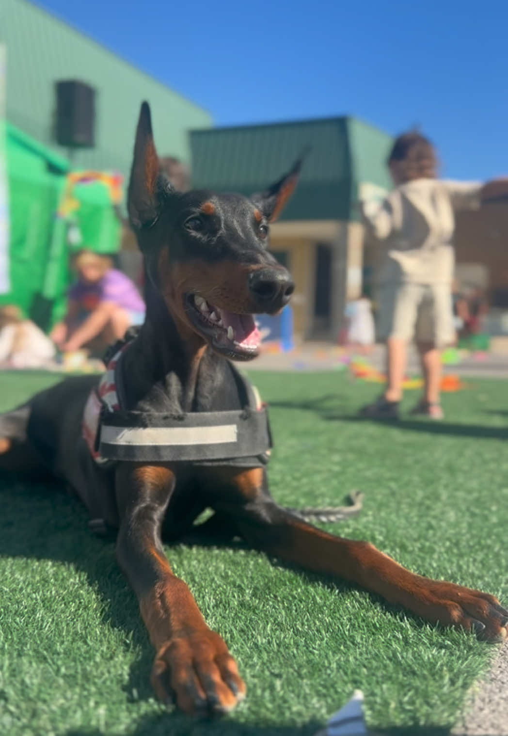 @Protection Dog Sales