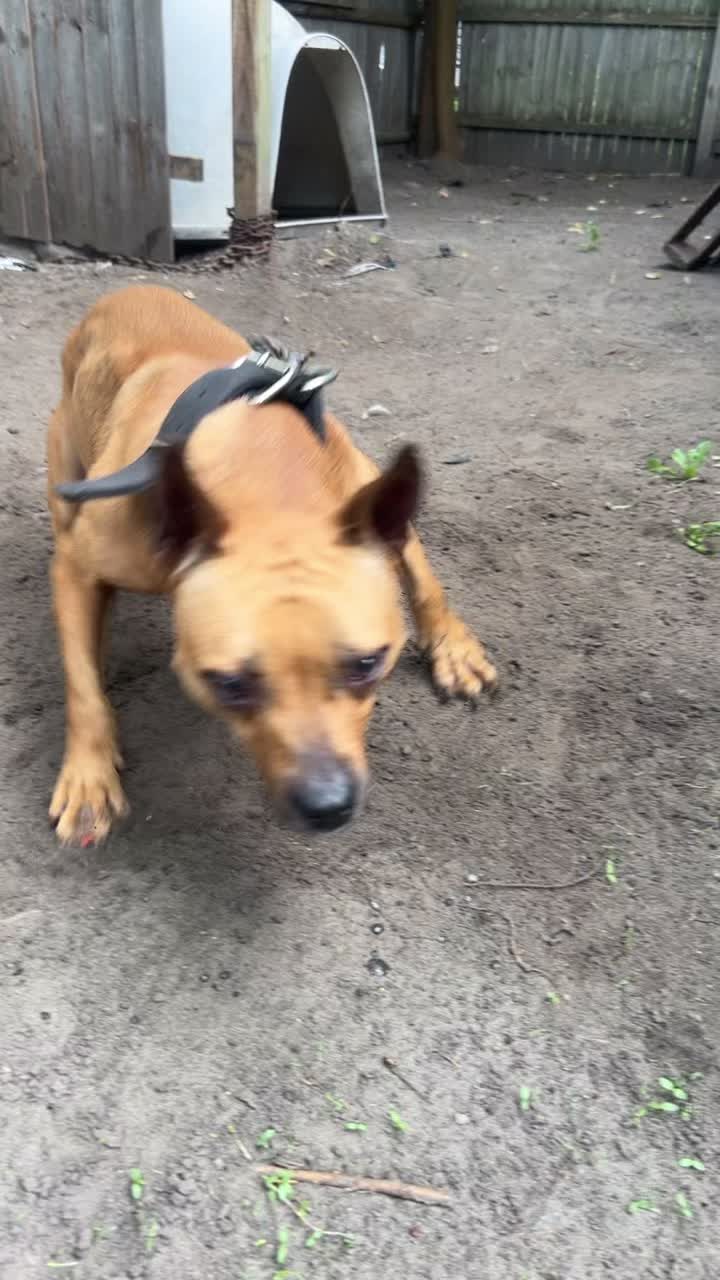@themreal_hounds