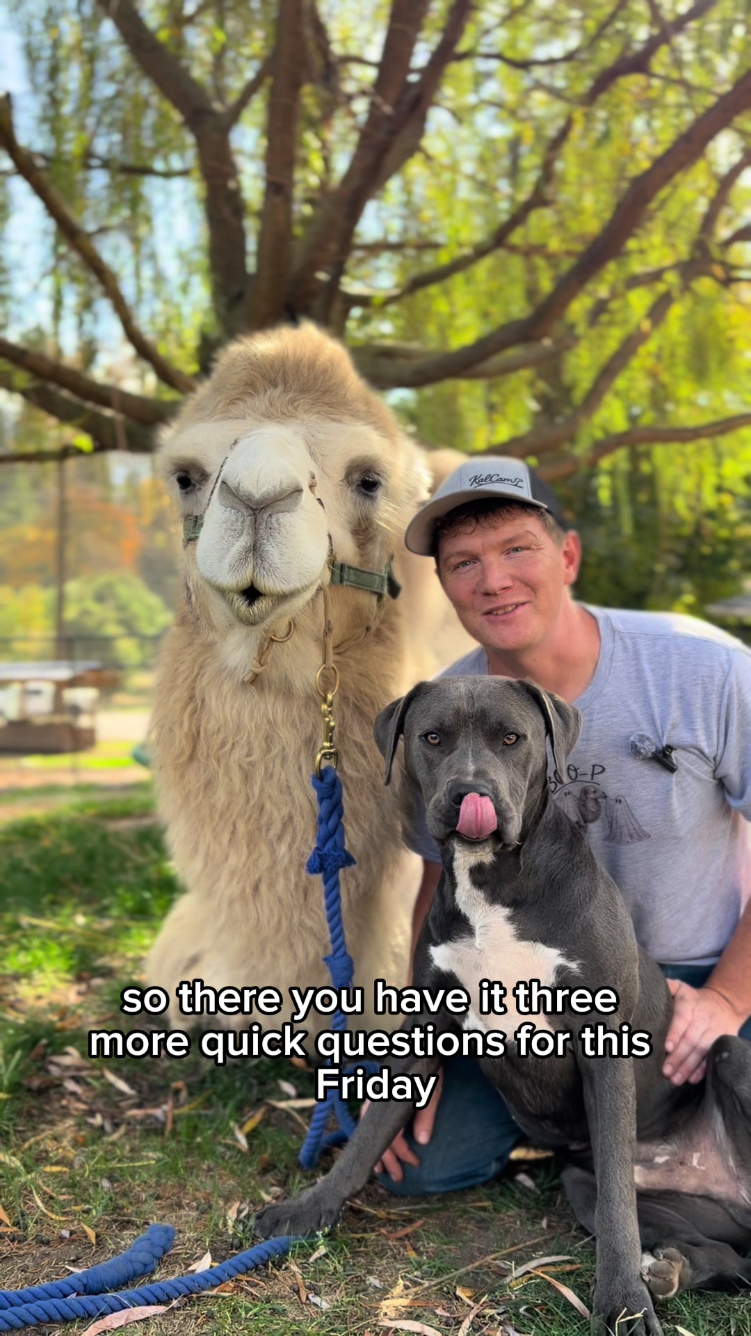 @MayhemTheCamel