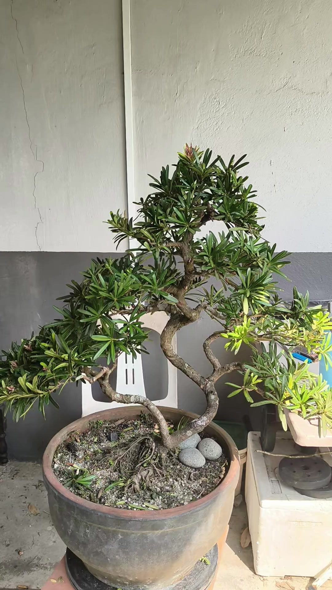 @ONE BONSAI JB