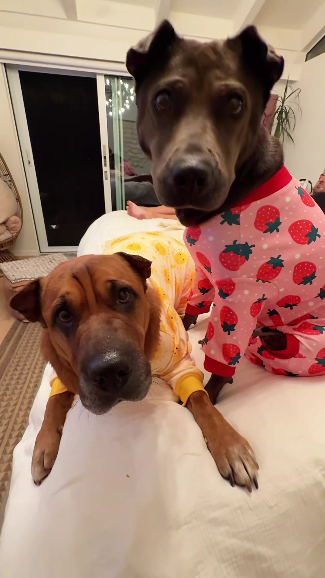 @Ryder 🐾 Rescue Shar Pei