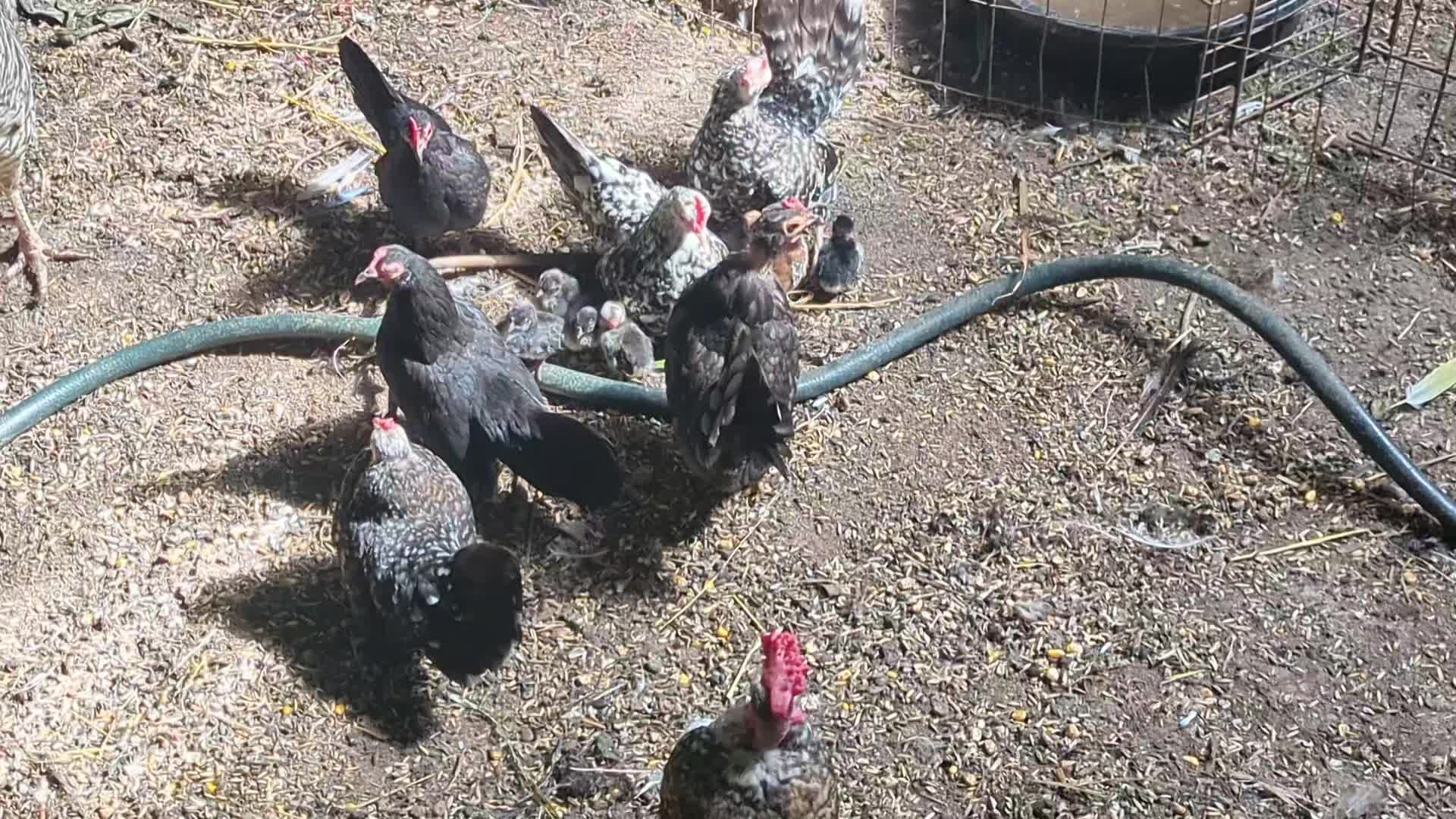 @Daybird Aviaries