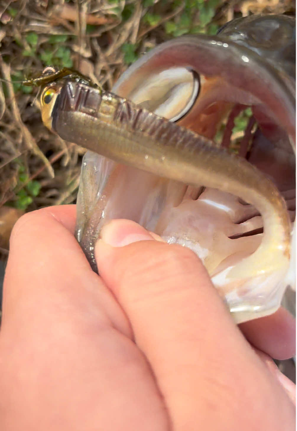 @WHKfishing