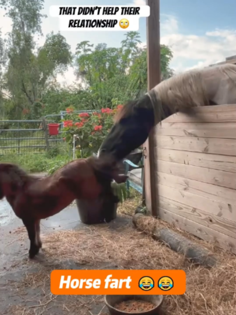 @Horses TikTok