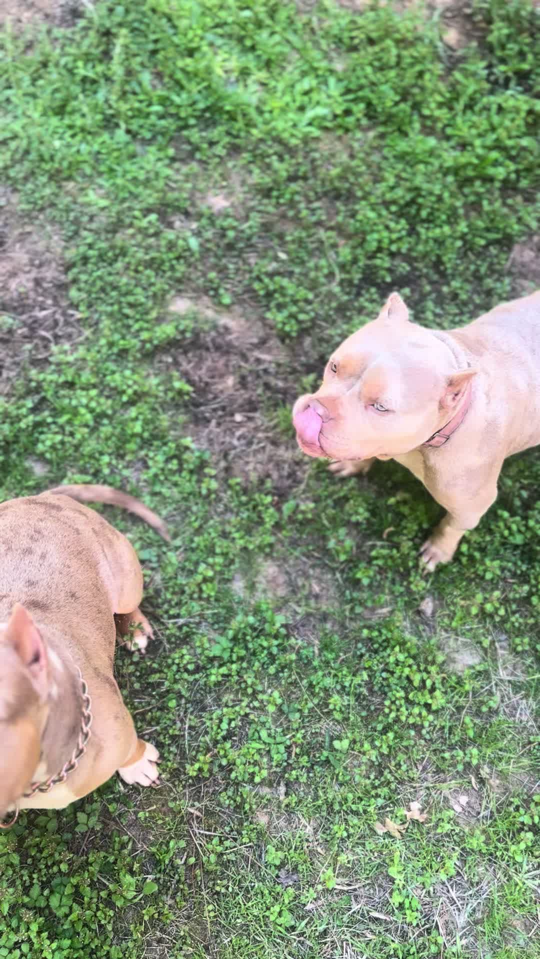 @Stay Down Kennels