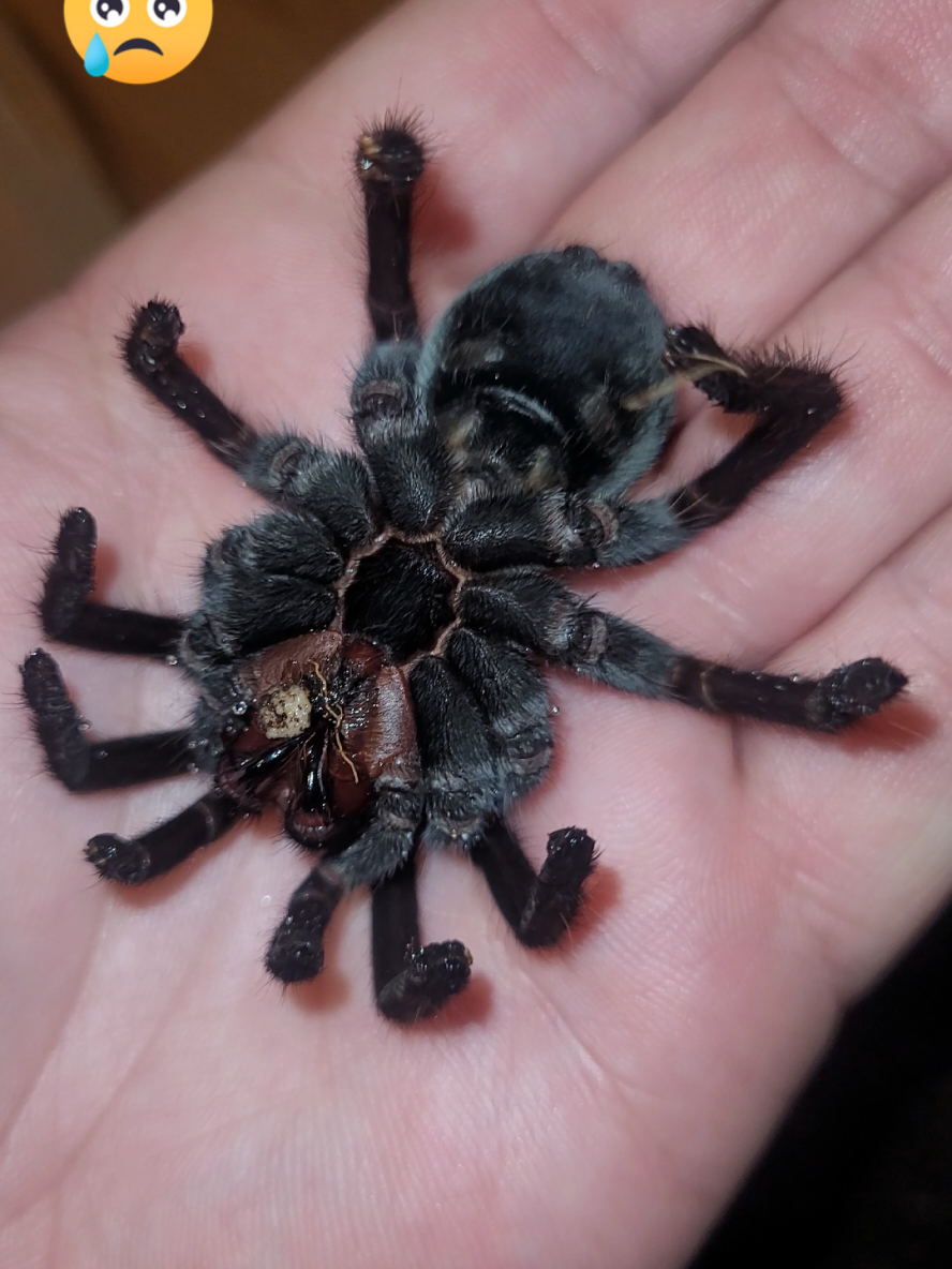 @Beast.spiders