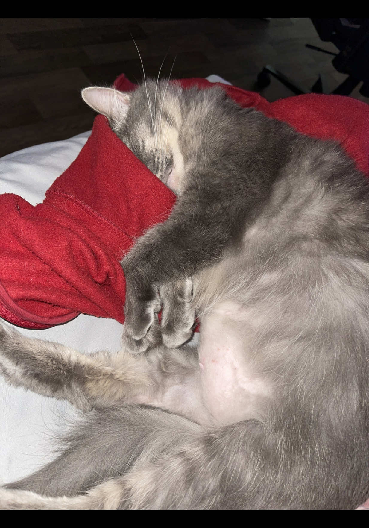 @whatthepurr