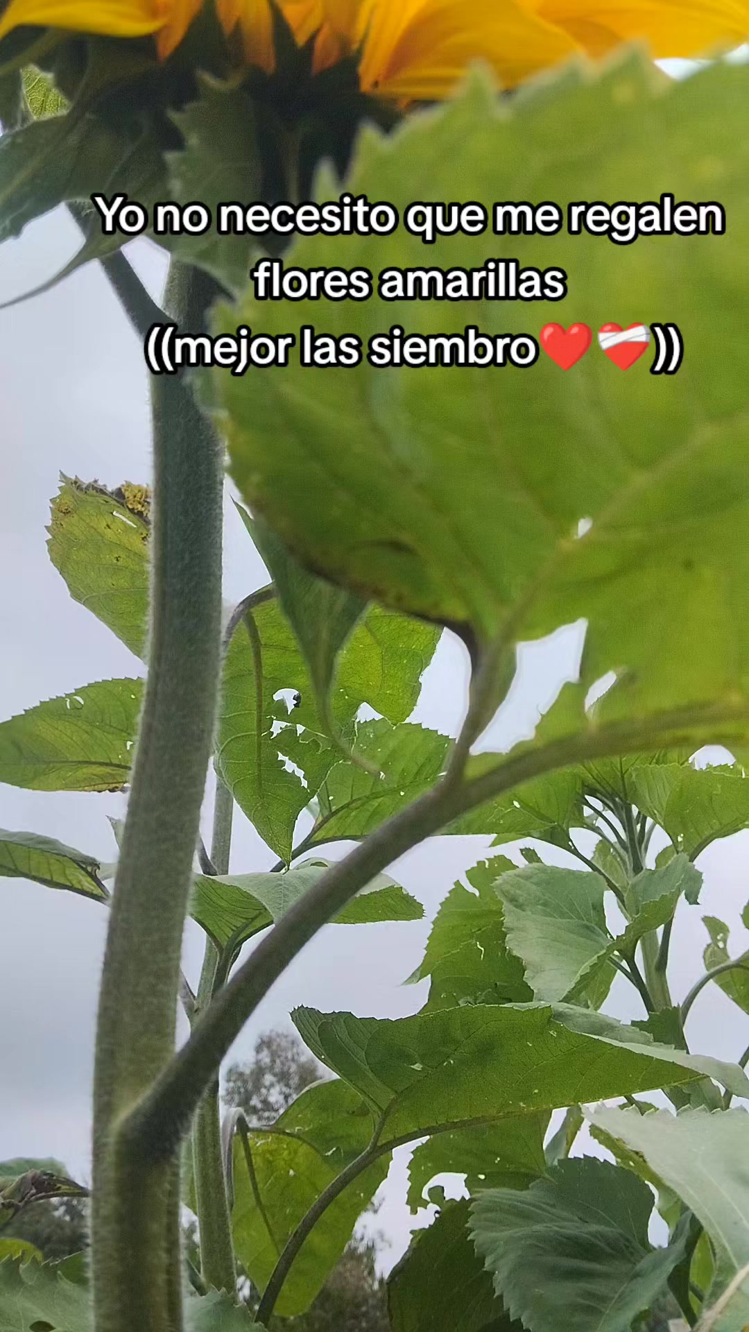@DaYisLuka