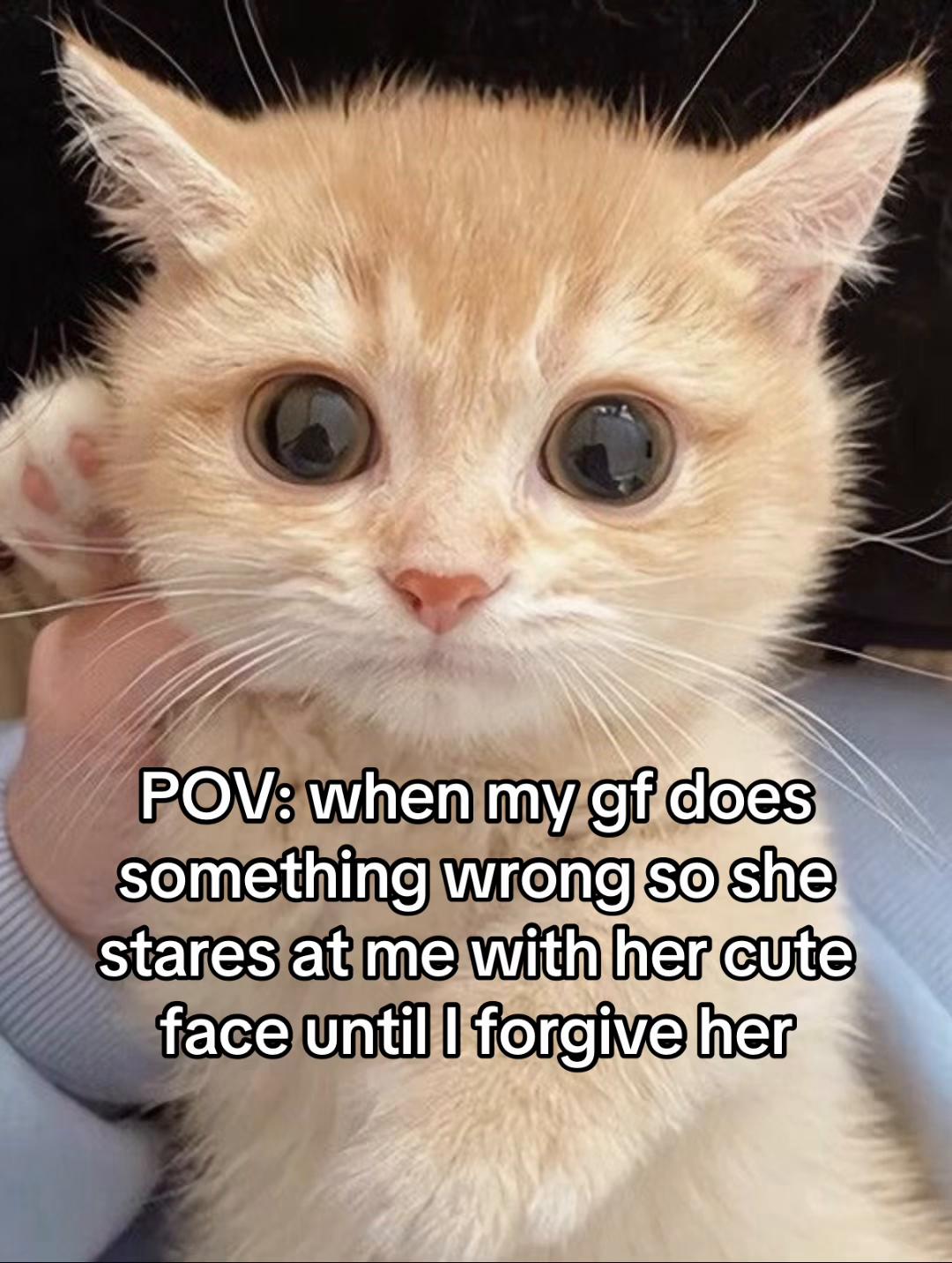 @LavanderCat