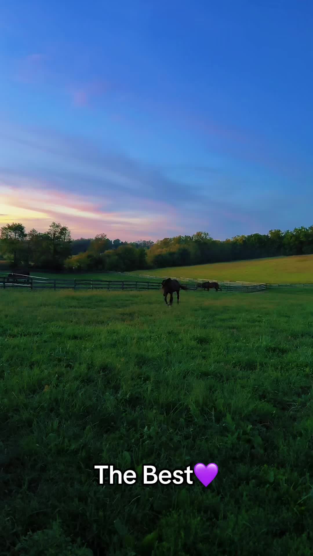 @Danigurl🦮🏇🌅