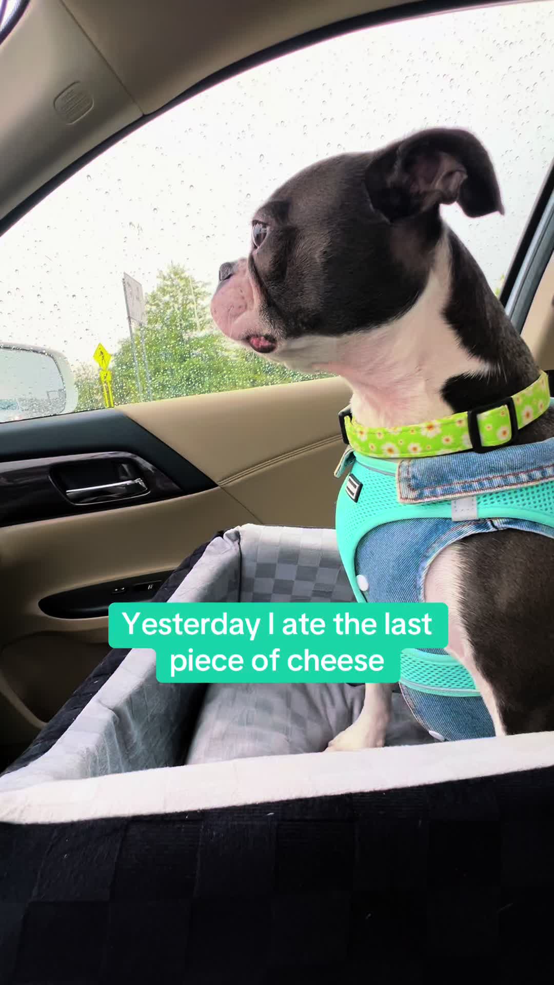 @Lily Grace &Loganbowties