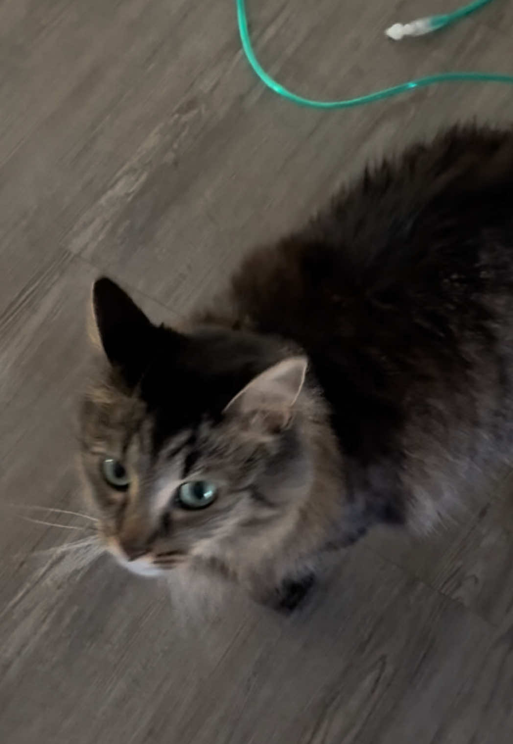 @RoxySnowballCatDrama