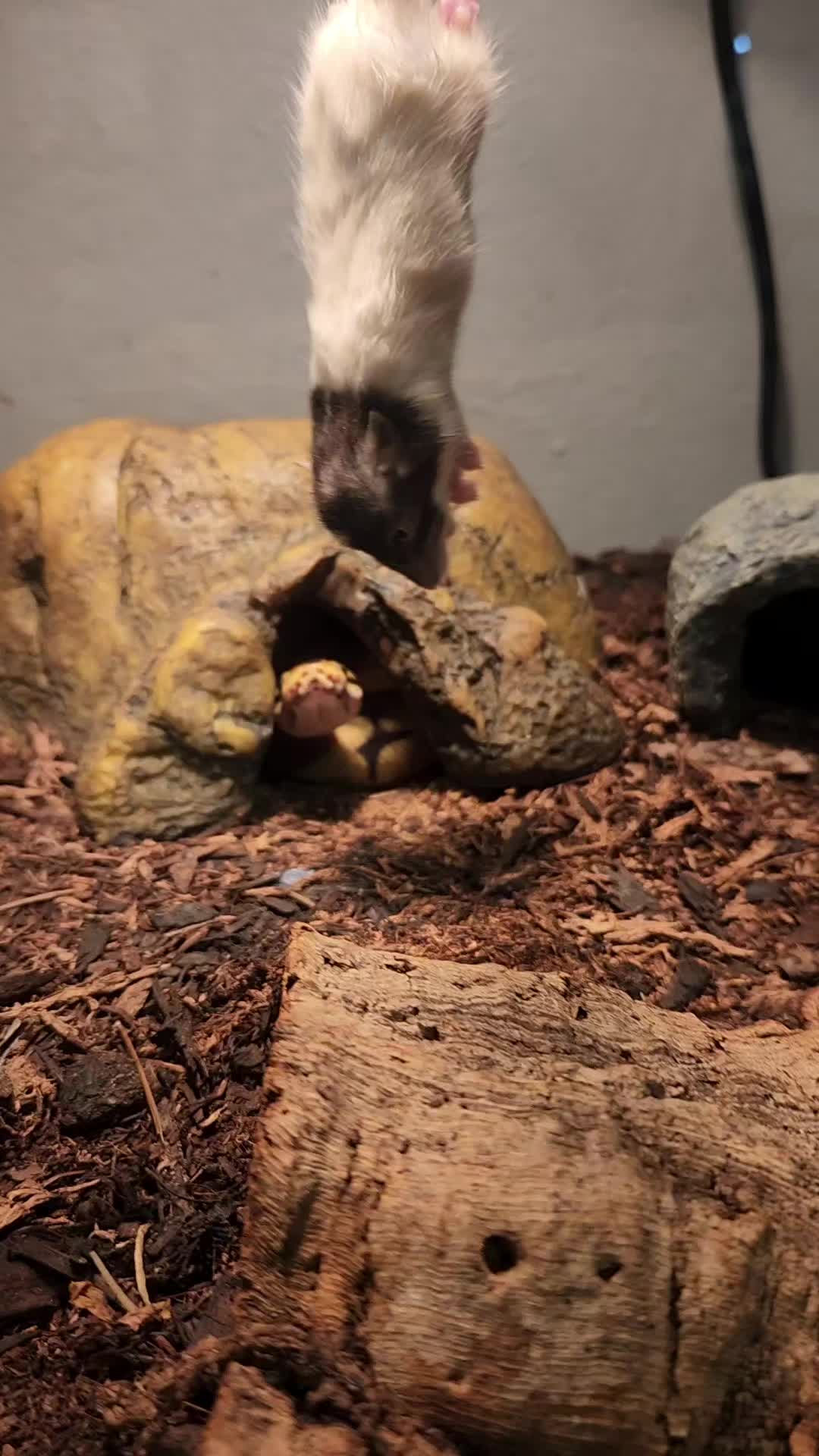 @Ballard’s Reptiles