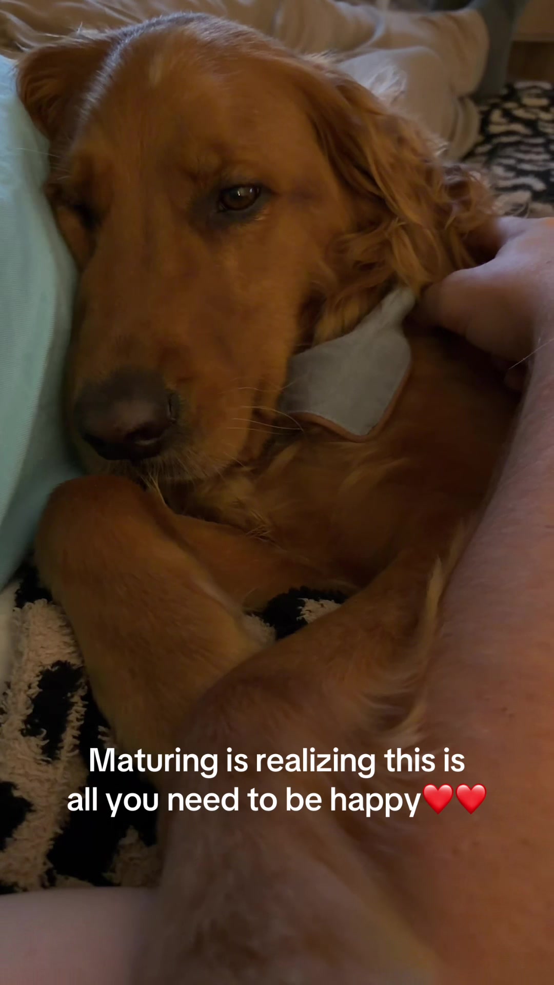 @Sammy The Big Red Dog