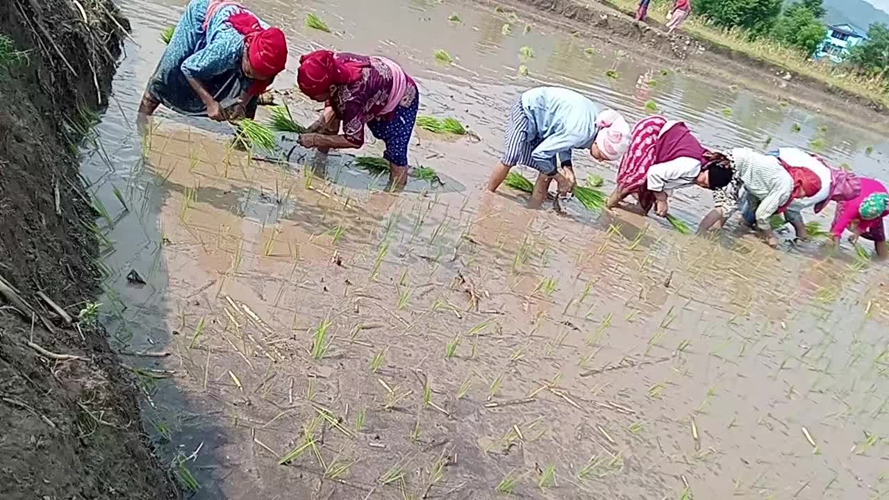 @Menbhadur Sinjali