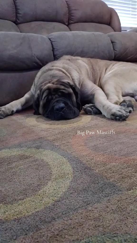 @Big Paw Mastiffs
